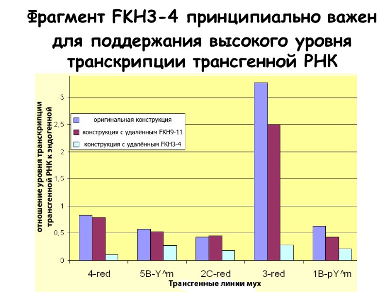 Фрагмент FKH3-4 принципиально важен для поддержания высокого уровня транскрипции трансгенной РНК